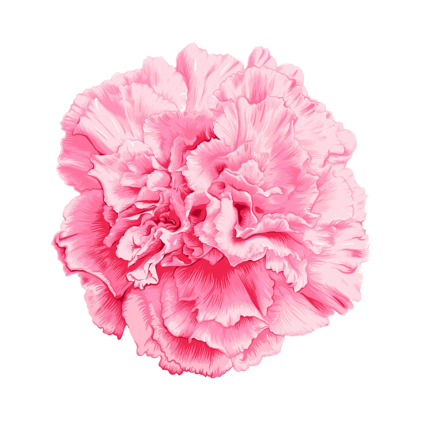 Carnation