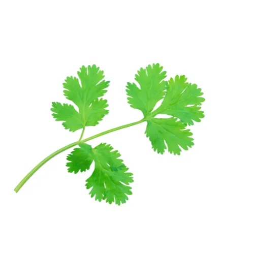 Coriander