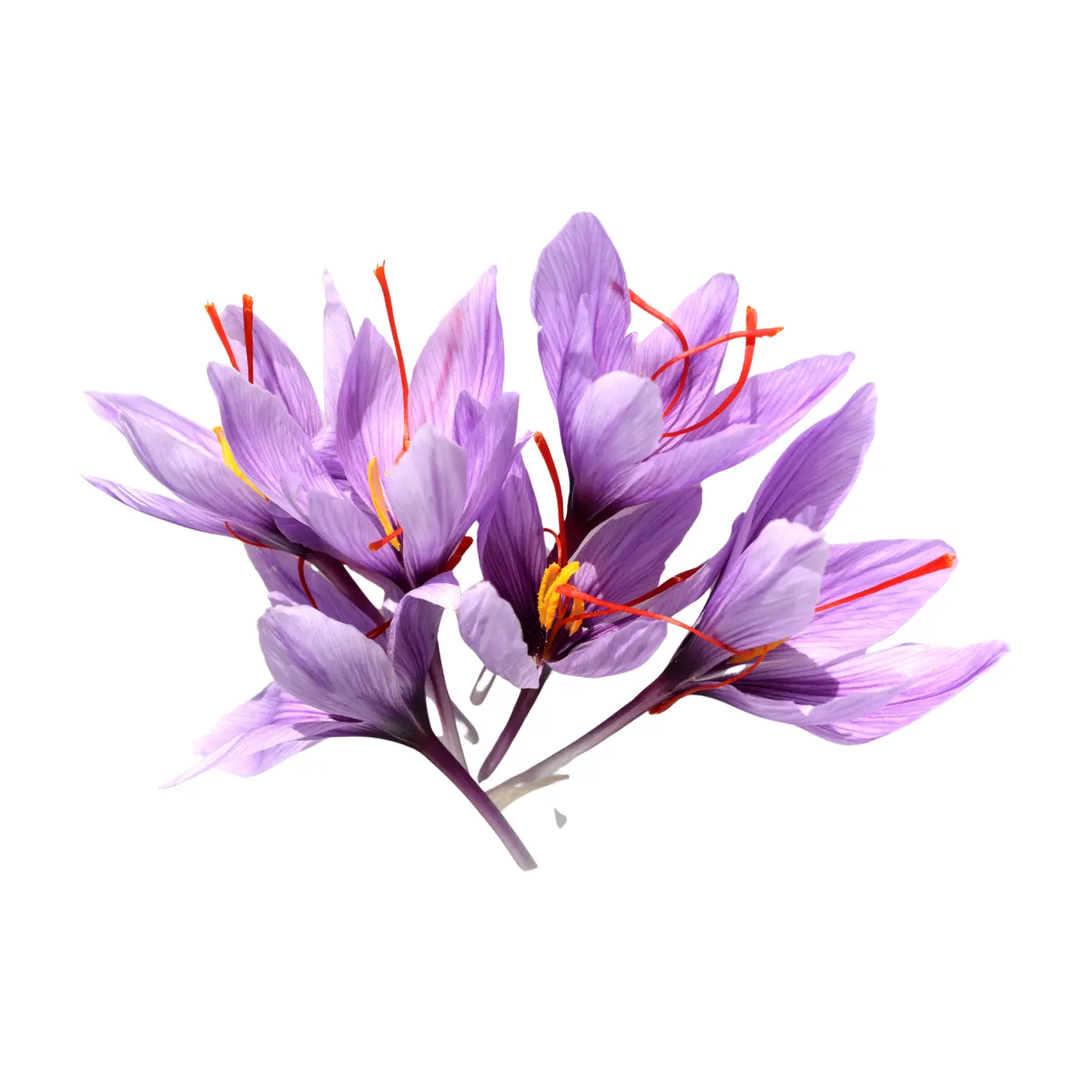 Crocus