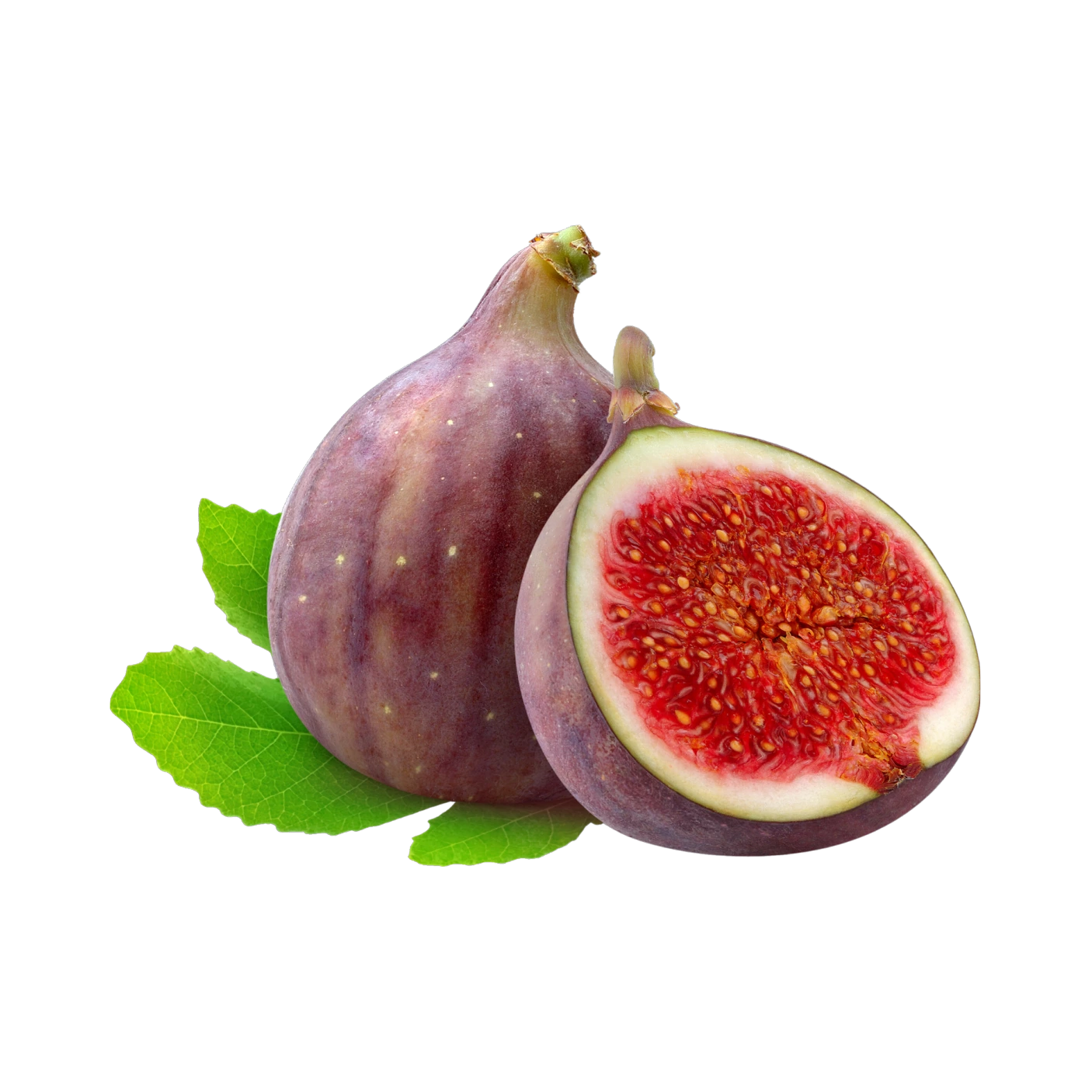 Fig