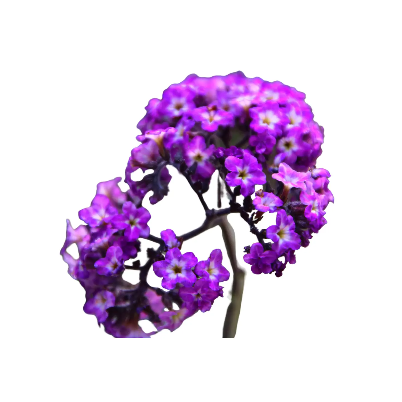 Heliotrope