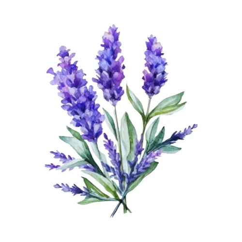 Lavender
