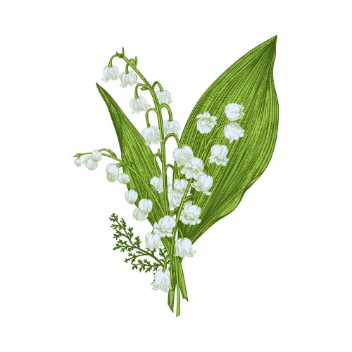 Lily of the Valley