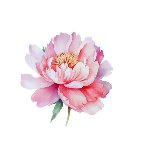 Peony