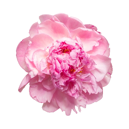 Pink Peony