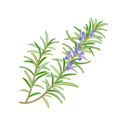 Rosemary