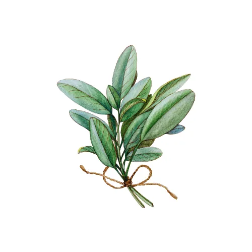 Sage