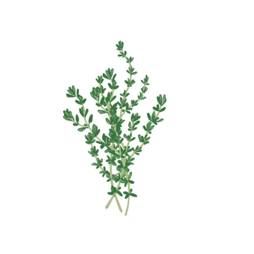 Thyme