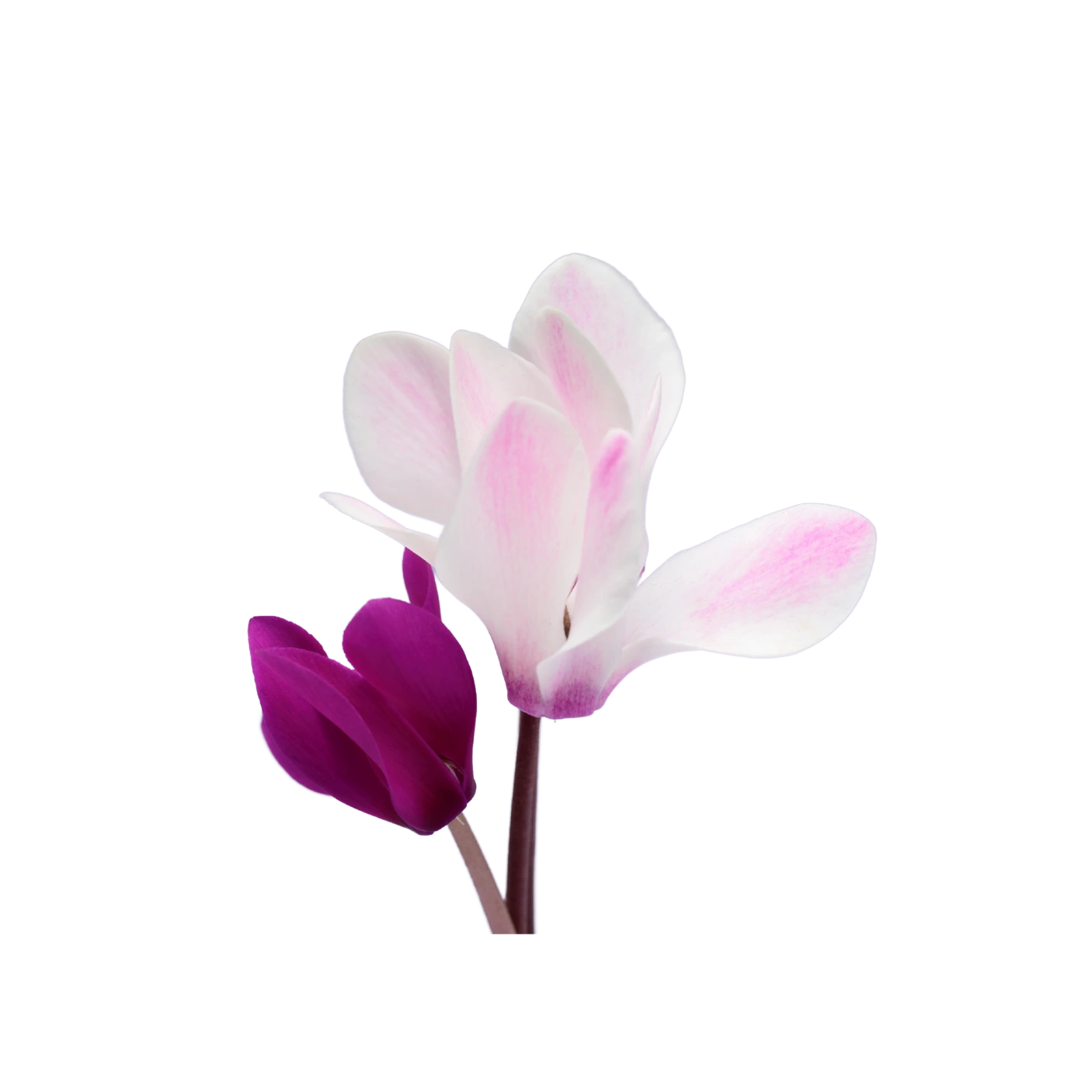 Cyclamen