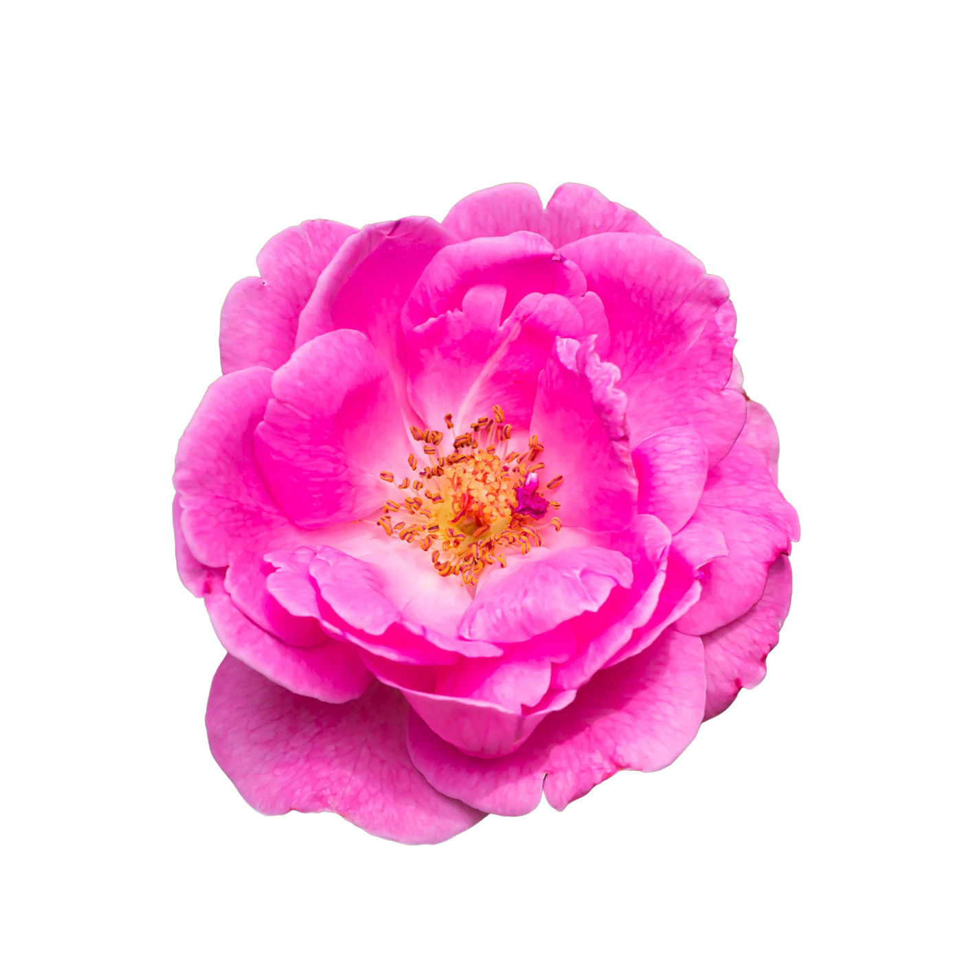 Damask Rose