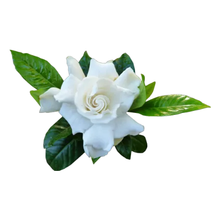 Gardenia