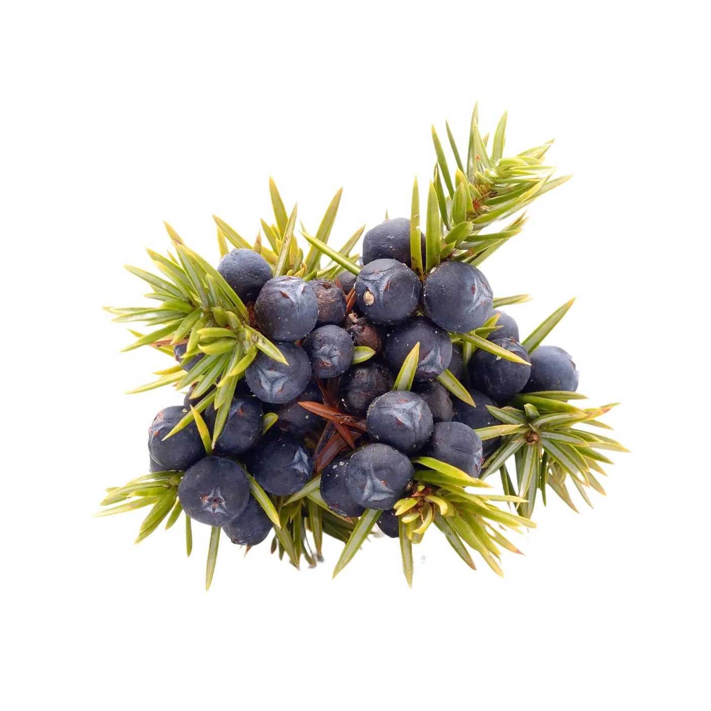 Juniper Berries