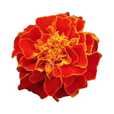 Orange Flower